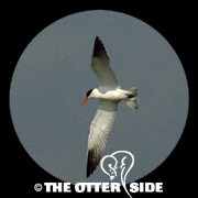 Caspian Tern