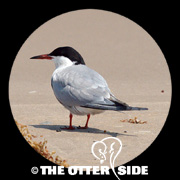 Common Tern