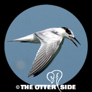Common Tern