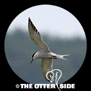 Common Tern