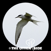 Common Tern