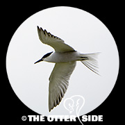 Common Tern