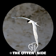 Common Tern