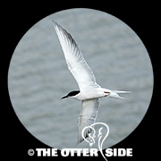 Common Tern