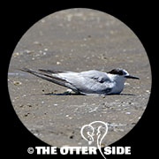Common Tern