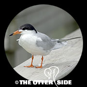 Forster's Tern