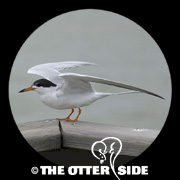 Forster's Tern