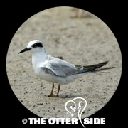 Forster's Tern