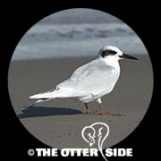 Forster's Tern