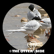 Forster's Tern