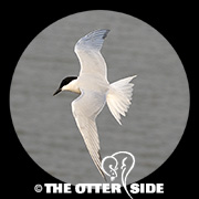 Gull-billed Tern