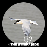 Gull-billed Tern