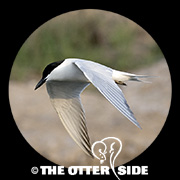 Gull-billed Tern