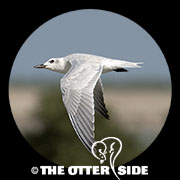 Gull-billed Tern