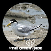 Least Tern