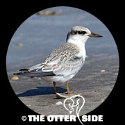 Least Tern