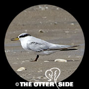 Least Tern