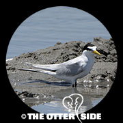 Least Tern