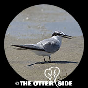Least Tern