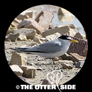 Least Tern