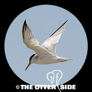 Least Tern