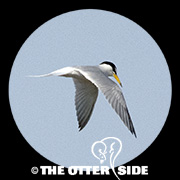 Little Tern