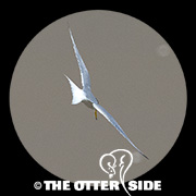 Little Tern