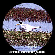 Little Tern