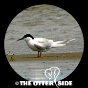 Roseate Tern