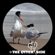 Royal Tern