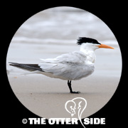 Royal Tern