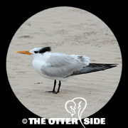 Royal Tern