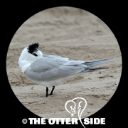 Royal Tern