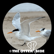 Royal Tern