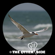 Royal Tern