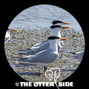 Royal Tern