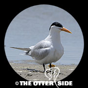 Royal Tern