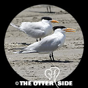 Royal Tern