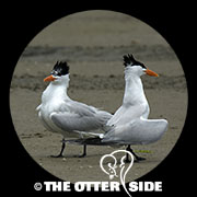 Royal Tern