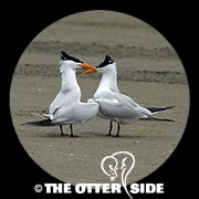 Royal Tern