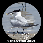 Sandwich Tern (Cabot's)