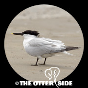Sandwich Tern (Cabot's)