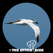 Sandwich Tern (Cabot's)