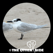 Sandwich Tern (Cabot's)