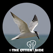 Sandwich Tern (Cabot's)