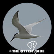 Sandwich Tern (Cabot's)