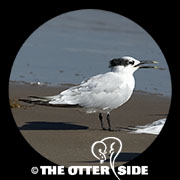 Sandwich Tern (Cabot's)