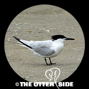 Sandwich Tern (Cabot's)
