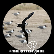 Sooty Tern
