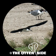 Sooty Tern